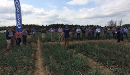 Strategic Centre for Field Vegetables - Onions